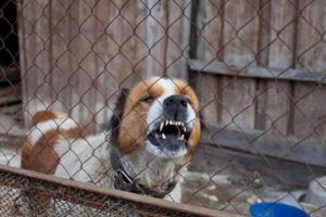 Dog showing its teeth in California.